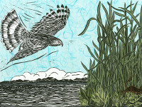 Hawk Eyed